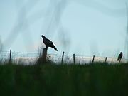 Silhouette of a wedge-tailed eagle and a forest raven (crow).