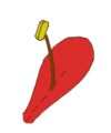Staubblatt angewachsen an ein Blütenblatt (epipetal)