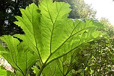 Gunnera captures sunlight for photosynthesis over the large surfaces of its leaves, which are supported by strong veins.
