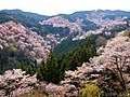 Kirschblüte auf der Yoshino-yama Bergkette