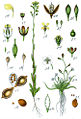 Illustration of C. sativa (1) and Subularia aquatica (2) from Deutschlands Flora in Abbildungen