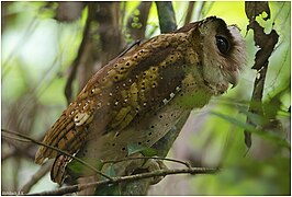 Sri Lanka bay owl at Arippa forest, Trivandrum, Kerala, India