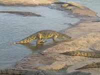 Zwei Reptilienarten mit typischem „Echsenhabitus“, die mit den Lacertiliern eher entfernt verwandt sind. Links: Nilkrokodil (Crocodylus niloticus). Rechts: † Belebey vegrandis (Lebendrekonstruktion), ein Vertreter der Parareptilien aus dem Perm von Russland.