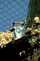 A net installed in the Old City to prevent garbage dropped by Israeli settlers into a Palestinian area.[50]