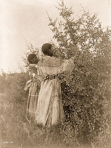 Mandan girls gathering berries, c. 1908