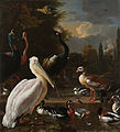 The Floating Feather, with the same pelican, by Hondecoeter