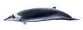 Hector's beaked whale