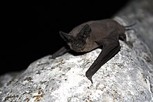 A Mexican free-tailed bat in the wild