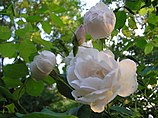 A group of loosely petaled white roses with a tint of pale pink, with the flowers at various stages from a closed bud to a fully open flower, green foliage behind.
