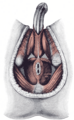 Muskeln des männlichen Perineums (Mensch)