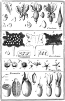 Tafel 8: „Cortusa“ „Dorstenia“ „Triumfetta“ „Bromelia“