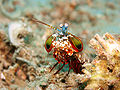 Image 15 Mantis shrimp Credit: Jens Petersen Mantis shrimp (peacock mantis shrimp – Odontodactylus scyllarus – pictured) are marine crustaceans of the order Stomatopoda. They take their name from the physical resemblance to praying mantises and shrimp. More selected pictures