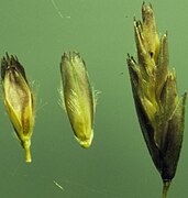 Individual florets and spikelet