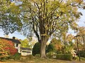 "The Grayson Elm" in Amherst, Massachusetts, in fall (2020)