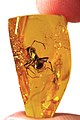 Image 37Ant trapped in Baltic amber, by Baltic-amber-beetle (edited by AmericanXplorer13) (from Wikipedia:Featured pictures/Sciences/Geology)