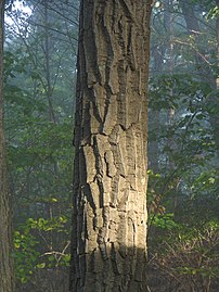 The distinctive bark