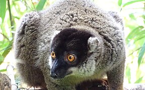 Common brown lemur at Lemurs' Park