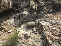 Same desert tortoise at Red Rock Canyon NCA showing habitat, 2020