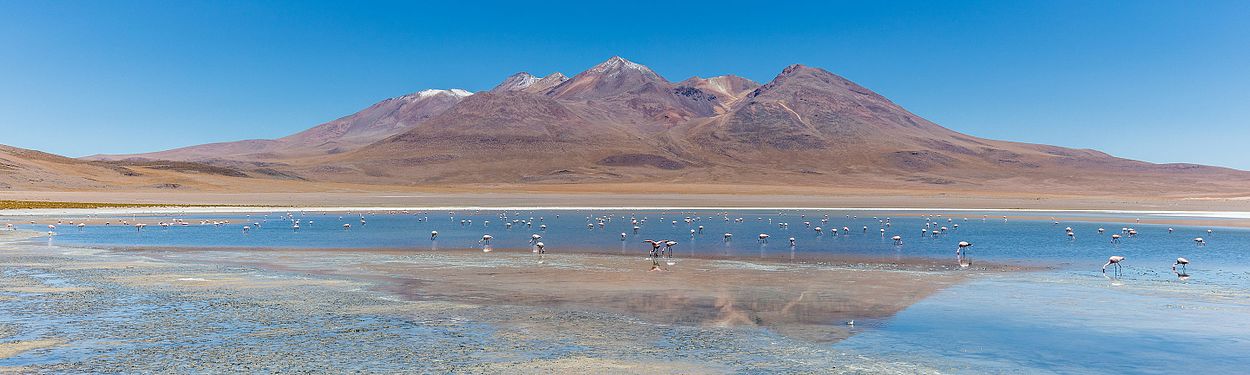 Andean flamingos (Phoenicoparrus andinus), Cañapa lagoon, Bolivia.