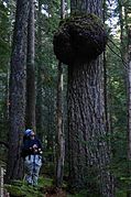 A giant burl near Solduc Falls in Olympic National Park