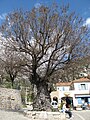 The Gorbio elm, Alpes-Maritimes, planted in 1713 (2010)