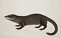 Otter civet (Cynogale bennettii)