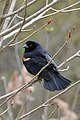 Red-winged blackbird in spring in Oakville, Ontario.