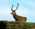 Scottish red deer (subspecies)