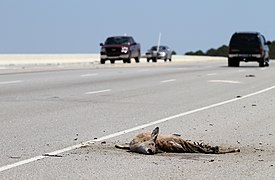 Roadkilled deer on the Okatie Highway, South Carolina, US