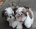 Image 16Two Shih Tzu puppies (from Puppy)