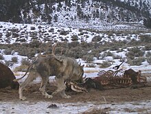 Photograph of a wolf with mange eating at a kill