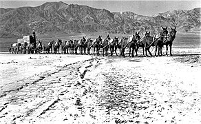 Twenty-mule team, Borax freight, USA 1880s