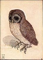 The Little Owl, 1506, by Albrecht Dürer