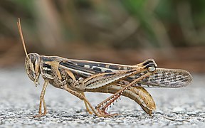 American Bird Grasshopper