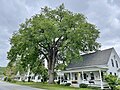 Elm tree in Vermont (June 2023). Measurements from June 2017: Girth 13 ft at 4.5 ft above ground; height 70 ft; spread 75 ft.