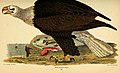 Weißkopfseeadler aus Alexander Wilsons American Ornithology
