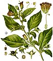 Deadly nightshade, Atropa belladonna, yields tropane alkaloids including atropine, scopolamine and hyoscyamine.[64]