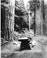 Image 17First growth or virgin forest near Mount Rainier, 1914 (from Old-growth forest)