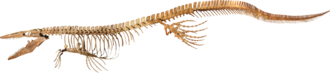 Skeleton of Tylosaurus proriger from the Academy of Natural Sciences in Philadelphia