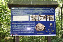 Photographs of findings and research