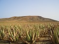 Zuchtanlage für Aloe Vera auf Fuerteventura