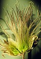 Immature seed head opened to show the achenes sitting in the persistent hypanthium and bearing plumose tails (modified styles)