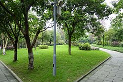Greenery in the park