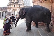 Lakshmi, temple elephant of Virupaksha Temple