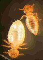 Bovicola limbata, an ischnoceran louse from goats. The species is sexually dimorphic, with the male smaller than the female.