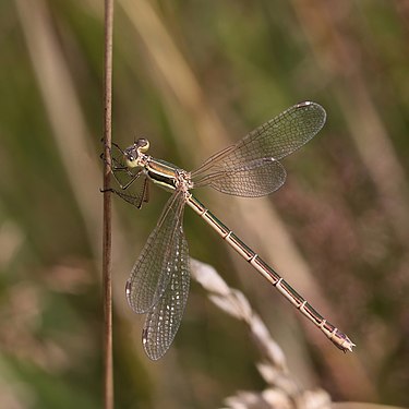 Migrant spreadwing (Lestes barbarus) female, Blankaart Nature Reserve, Diksmuide, Belgium. (created and nominated by Charlesjsharp)
