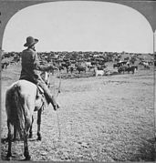 A cowboy holding a lasso at a cattle roundup on the open range in Kansas, c.1902.