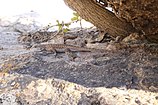 Plateau fence lizard (Sceloporus tristichus), Emory County, Utah, USA, (17 September 2016)
