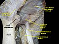 Muscles of thigh as seen from the front