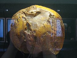 Large rock in an indoor display case with the heads of viewers reflected in the glass.